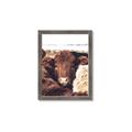 Picture of Snuggled Highland _GroupedProduct_Rectangle_Portrait_Photography _GroupedProduct_Rectangle_Portrait_Framed_Matted_