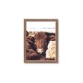Picture of Snuggled Highland _GroupedProduct_Rectangle_Portrait_Photography _GroupedProduct_Rectangle_Portrait_Framed_Matted_