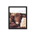 Picture of Snuggled Highland _GroupedProduct_Rectangle_Portrait_Photography _GroupedProduct_Rectangle_Portrait_Framed_Matted_