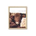 Picture of Snuggled Highland _GroupedProduct_Rectangle_Portrait_Photography _GroupedProduct_Rectangle_Portrait_Framed_Matted_