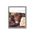 Picture of Snuggled Highland _GroupedProduct_Rectangle_Portrait_Photography _GroupedProduct_Rectangle_Portrait_Framed_Matted_