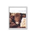 Picture of Snuggled Highland _GroupedProduct_Rectangle_Portrait_Photography _GroupedProduct_Rectangle_Portrait_Framed_Matted_