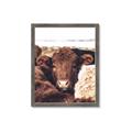 Picture of Snuggled Highland _GroupedProduct_Rectangle_Portrait_Photography _GroupedProduct_Rectangle_Portrait_Framed_Matted_