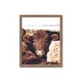 Picture of Snuggled Highland _GroupedProduct_Rectangle_Portrait_Photography _GroupedProduct_Rectangle_Portrait_Framed_Matted_