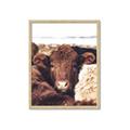 Picture of Snuggled Highland _GroupedProduct_Rectangle_Portrait_Photography _GroupedProduct_Rectangle_Portrait_Framed_Matted_