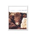 Picture of Snuggled Highland _GroupedProduct_Rectangle_Portrait_Photography _GroupedProduct_Rectangle_Portrait_Framed_Matted_