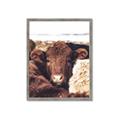 Picture of Snuggled Highland _GroupedProduct_Rectangle_Portrait_Photography _GroupedProduct_Rectangle_Portrait_Framed_Matted_
