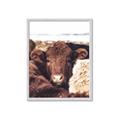 Picture of Snuggled Highland _GroupedProduct_Rectangle_Portrait_Photography _GroupedProduct_Rectangle_Portrait_Framed_Matted_