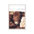 Picture of Snuggled Highland _GroupedProduct_Rectangle_Portrait_Photography _GroupedProduct_Rectangle_Portrait_Framed_Matted_