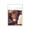 Picture of Snuggled Highland _GroupedProduct_Rectangle_Portrait_Photography _GroupedProduct_Rectangle_Portrait_Framed_Matted_
