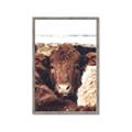 Picture of Snuggled Highland _GroupedProduct_Rectangle_Portrait_Photography _GroupedProduct_Rectangle_Portrait_Framed_Matted_