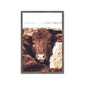 Picture of Snuggled Highland _GroupedProduct_Rectangle_Portrait_Photography _GroupedProduct_Rectangle_Portrait_Framed_Matted_