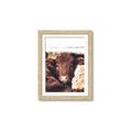 Picture of Snuggled Highland _GroupedProduct_Rectangle_Portrait_Photography _GroupedProduct_Rectangle_Portrait_Framed_Matted_