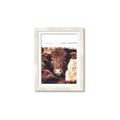 Picture of Snuggled Highland _GroupedProduct_Rectangle_Portrait_Photography _GroupedProduct_Rectangle_Portrait_Framed_Matted_