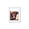 Picture of Snuggled Highland _GroupedProduct_Rectangle_Portrait_Photography _GroupedProduct_Rectangle_Portrait_Framed_Matted_