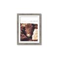 Picture of Snuggled Highland _GroupedProduct_Rectangle_Portrait_Photography _GroupedProduct_Rectangle_Portrait_Framed_Matted_