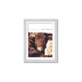 Picture of Snuggled Highland _GroupedProduct_Rectangle_Portrait_Photography _GroupedProduct_Rectangle_Portrait_Framed_Matted_