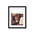 Picture of Snuggled Highland _GroupedProduct_Rectangle_Portrait_Photography _GroupedProduct_Rectangle_Portrait_Framed_Matted_