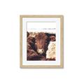 Picture of Snuggled Highland _GroupedProduct_Rectangle_Portrait_Photography _GroupedProduct_Rectangle_Portrait_Framed_Matted_