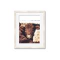 Picture of Snuggled Highland _GroupedProduct_Rectangle_Portrait_Photography _GroupedProduct_Rectangle_Portrait_Framed_Matted_