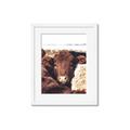 Picture of Snuggled Highland _GroupedProduct_Rectangle_Portrait_Photography _GroupedProduct_Rectangle_Portrait_Framed_Matted_