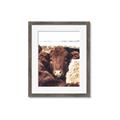 Picture of Snuggled Highland _GroupedProduct_Rectangle_Portrait_Photography _GroupedProduct_Rectangle_Portrait_Framed_Matted_