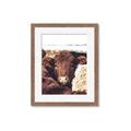 Picture of Snuggled Highland _GroupedProduct_Rectangle_Portrait_Photography _GroupedProduct_Rectangle_Portrait_Framed_Matted_