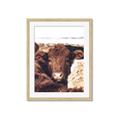 Picture of Snuggled Highland _GroupedProduct_Rectangle_Portrait_Photography _GroupedProduct_Rectangle_Portrait_Framed_Matted_