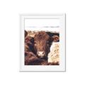 Picture of Snuggled Highland _GroupedProduct_Rectangle_Portrait_Photography _GroupedProduct_Rectangle_Portrait_Framed_Matted_