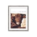 Picture of Snuggled Highland _GroupedProduct_Rectangle_Portrait_Photography _GroupedProduct_Rectangle_Portrait_Framed_Matted_