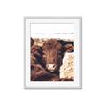 Picture of Snuggled Highland _GroupedProduct_Rectangle_Portrait_Photography _GroupedProduct_Rectangle_Portrait_Framed_Matted_