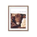 Picture of Snuggled Highland _GroupedProduct_Rectangle_Portrait_Photography _GroupedProduct_Rectangle_Portrait_Framed_Matted_