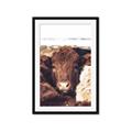 Picture of Snuggled Highland _GroupedProduct_Rectangle_Portrait_Photography _GroupedProduct_Rectangle_Portrait_Framed_Matted_