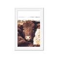 Picture of Snuggled Highland _GroupedProduct_Rectangle_Portrait_Photography _GroupedProduct_Rectangle_Portrait_Framed_Matted_