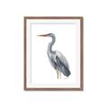Picture of Egret II  _GroupedProduct_Rectangle_Portrait_Framed_Matted_
