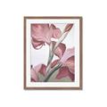 Picture of Dancing Tulip _GroupedProduct_Rectangle_Portrait_Framed_Matted_