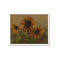 Picture of Sunflower In The Evening II _GroupedProduct_Rectangle_Landscape_Framed_Matted_