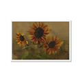 Picture of Sunflower In The Evening II _GroupedProduct_Rectangle_Landscape_Framed_Matted_