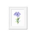 Picture of Purple Petunia I _GroupedProduct_Rectangle_Portrait_Framed_Matted_