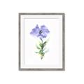 Picture of Purple Petunia I _GroupedProduct_Rectangle_Portrait_Framed_Matted_