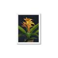 Picture of Indoor Plant _GroupedProduct_Rectangle_Portrait_Framed_Matted_