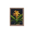 Picture of Indoor Plant _GroupedProduct_Rectangle_Portrait_Framed_Matted_