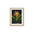 Picture of Indoor Plant _GroupedProduct_Rectangle_Portrait_Framed_Matted_
