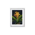 Picture of Indoor Plant _GroupedProduct_Rectangle_Portrait_Framed_Matted_