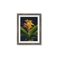 Picture of Indoor Plant _GroupedProduct_Rectangle_Portrait_Framed_Matted_