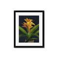 Picture of Indoor Plant _GroupedProduct_Rectangle_Portrait_Framed_Matted_