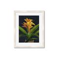 Picture of Indoor Plant _GroupedProduct_Rectangle_Portrait_Framed_Matted_