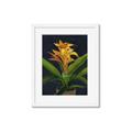 Picture of Indoor Plant _GroupedProduct_Rectangle_Portrait_Framed_Matted_