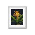 Picture of Indoor Plant _GroupedProduct_Rectangle_Portrait_Framed_Matted_