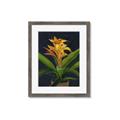 Picture of Indoor Plant _GroupedProduct_Rectangle_Portrait_Framed_Matted_